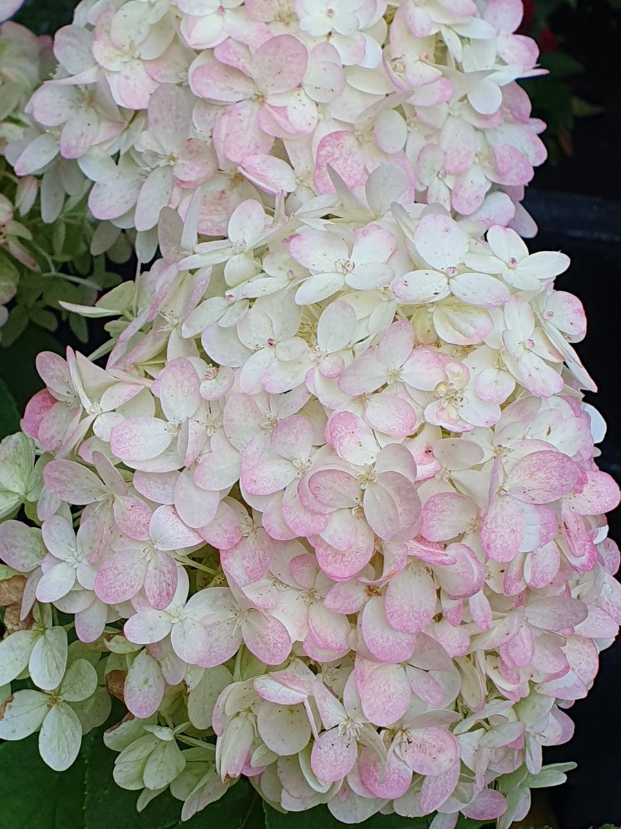 tinawhite09's tweet photo. #paniculata is glorious https://t.co/0foD9IEmcM
