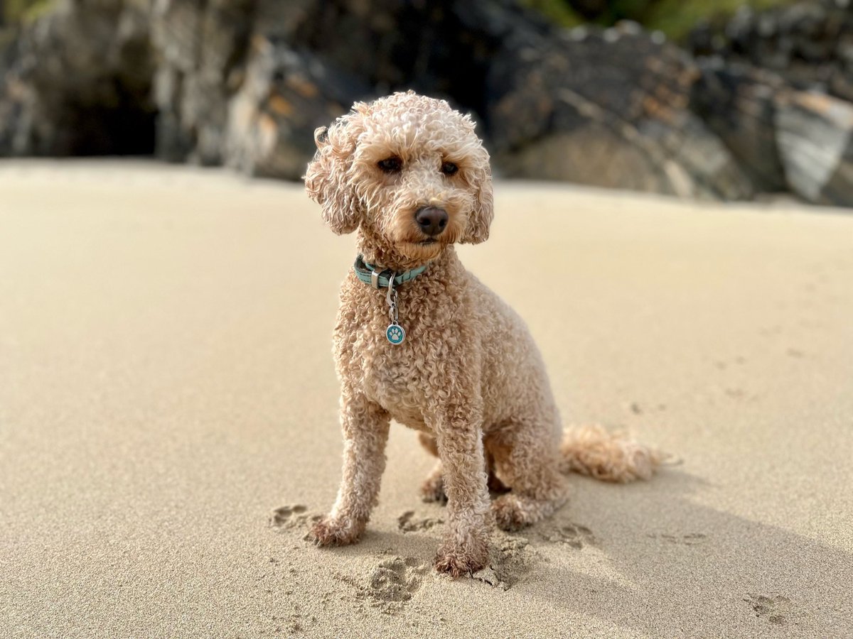 Marcus_Berry's tweet photo. @AldiUK Tiffany, cockerpoo for small category https://t.co/PkGhVzZS3z