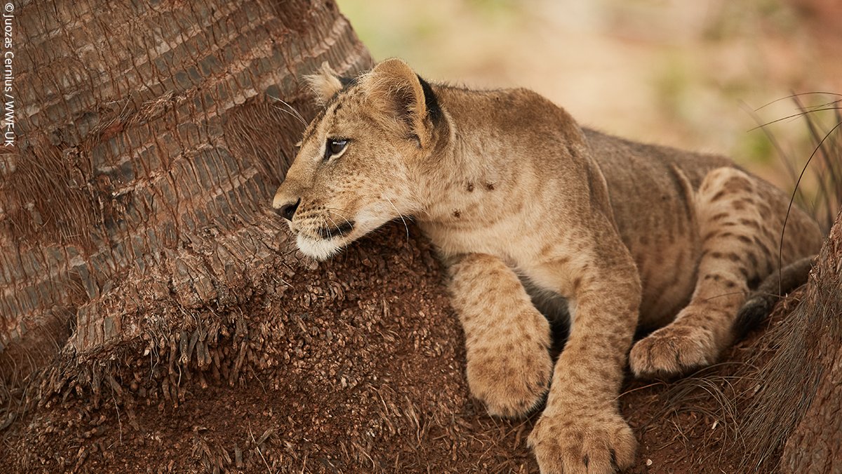 #DYK the mane-y things it takes to carry out a lion population census in Tsavo..?

🦁 68 days
🦁 6 teams
🦁 30 people 
🦁 6 vehicles
🦁 Dedicating 1,698.36 hrs
🦁 To cover 38,815 km2

Supported by <a href="/WWFKenya/">World Wide Flights</a> - this work helps bring our world back to life.
#WorldLionDay