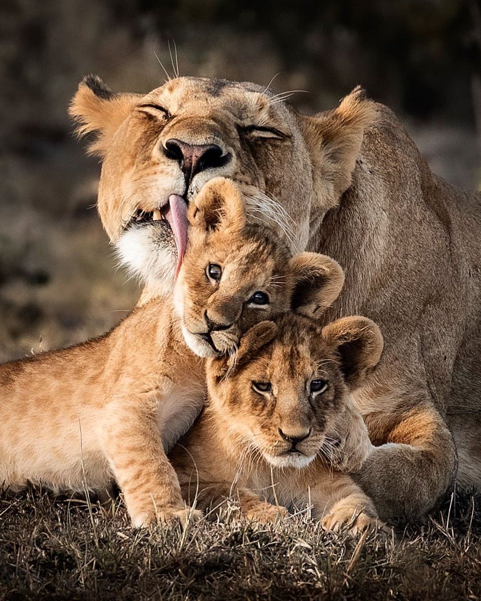 NatGeoIndia's tweet photo. Embracing their unwavering relevance through the ages! 🦁

Pictured here is a mother with her cubs, in Masai Mara, Kenya. #WorldLionDay

#Repost from Instagram | Harman Singh Heer 📸 https://t.co/xrNR7nPHIF