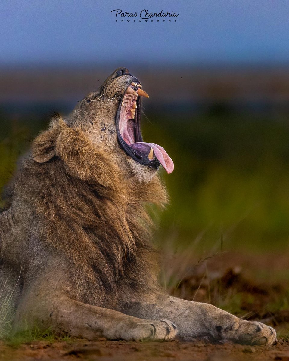 KWSKenya's tweet photo. It's World Lion Day! Let's celebrate the kings and queens of the jungle with a ROAR of excitement.

Did you know lions are usually polygamous and breed all year-round?
What other facts do you know about lions?
#ZuruKenyaParks
Photo Credit: Paras Chandaria https://t.co/XZTVlunGm4