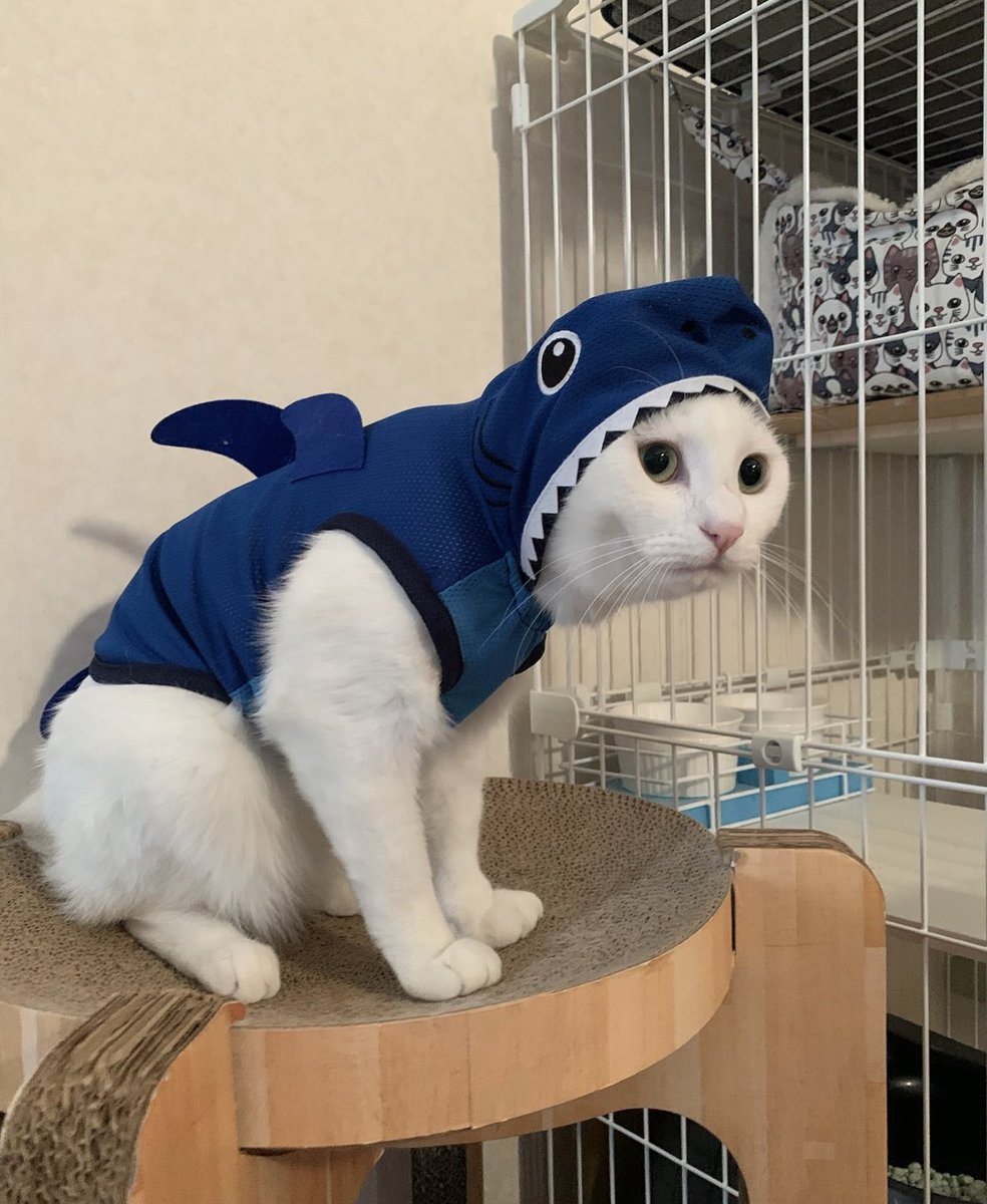 【ネコソラページ】 うちのリアルサメにゃん達😸🐾 ソラにはちょっと小さかったかな😅 #白