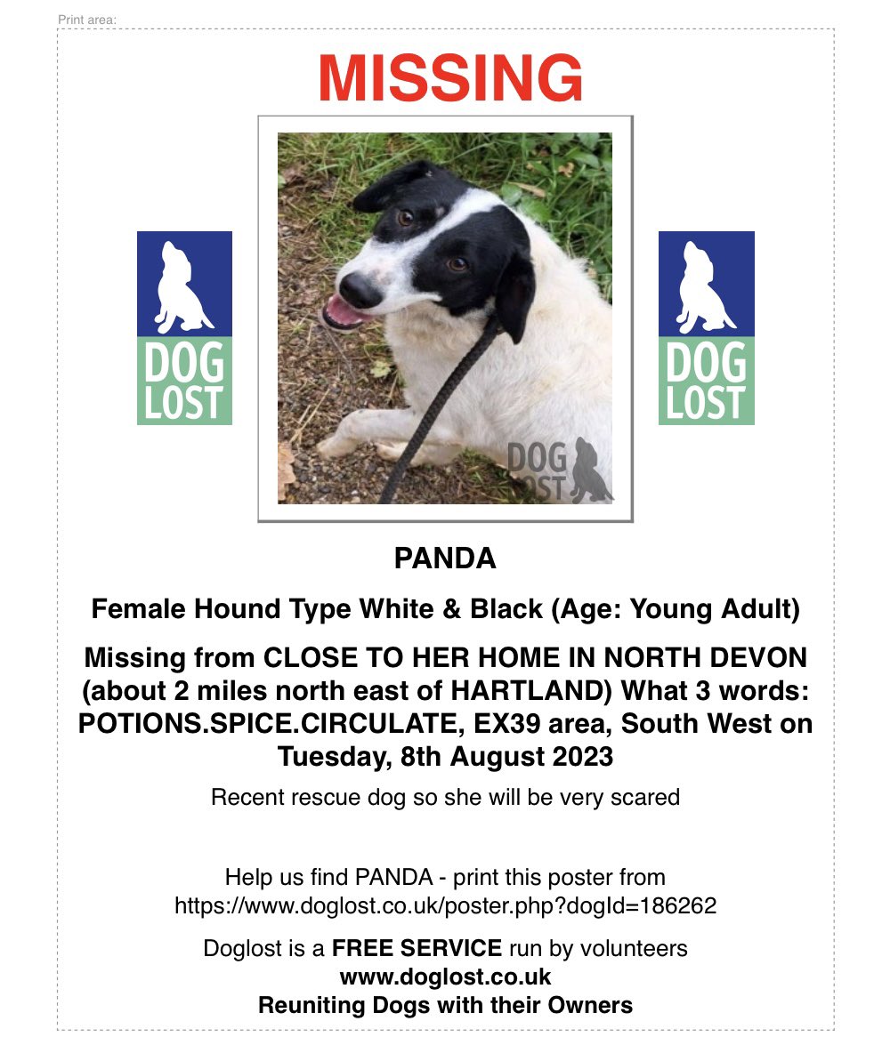 🆘 #URGENT Panda is still missing🆘 Panda is one of our rescue dogs, who has very recently arrived in the #UK She is lost, please share 💔 We need to get her home, she will be so frightened. Please do NOT chase her. doglost.co.uk/dog-blog.php?d… #Teamzay #MISSING #dogs