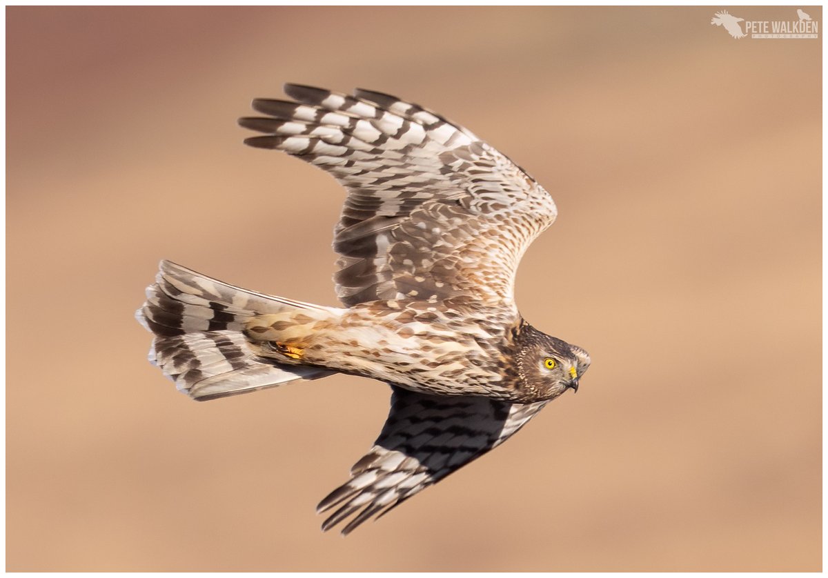 Hen Harrier - a female, out hunting in the golden hour of light before dusk. #HenHarrier #Mull #birdphotography #NaturePhotography #SkyDancer