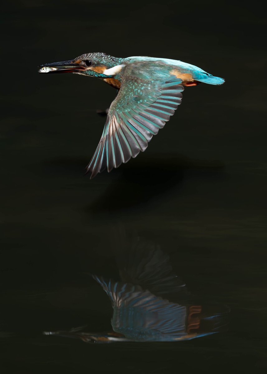 BASS_MEG's tweet photo. 2023/08/03
#カワセミ
#kingfisher
#α1
#SEL600f4
#FE600f4 https://t.co/xacKz3jQvR