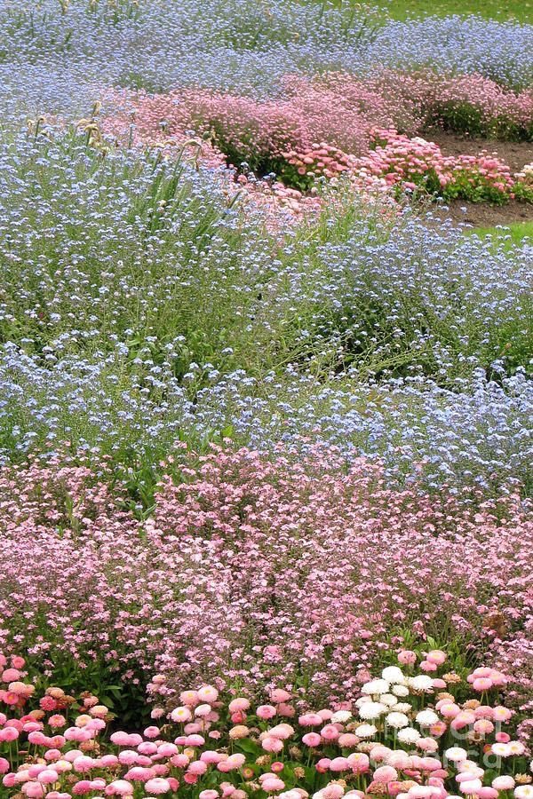 itmydefinition's tweet photo. where flowers bloom 
so does hope :-) https://t.co/SDhrgrlxjv