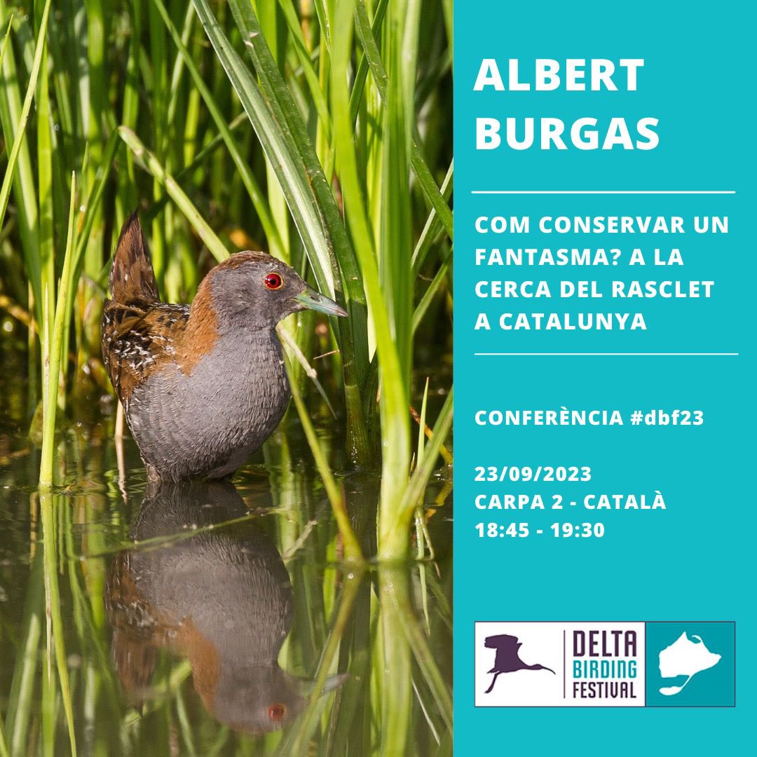 DeltaBirdingFestival tweet media