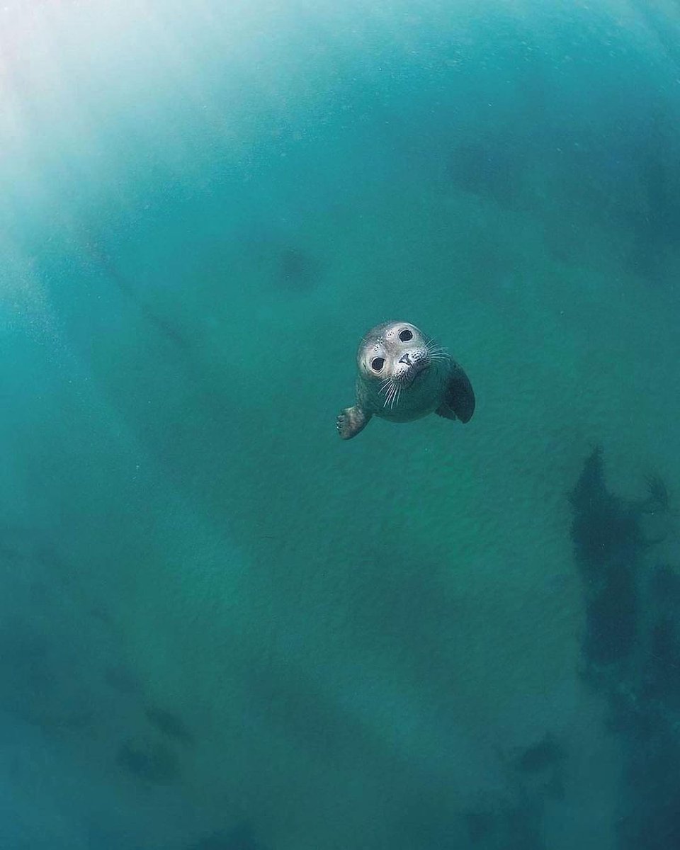 Just saying hi 👋🌊⁠
⁠
📷 @sumogurinet