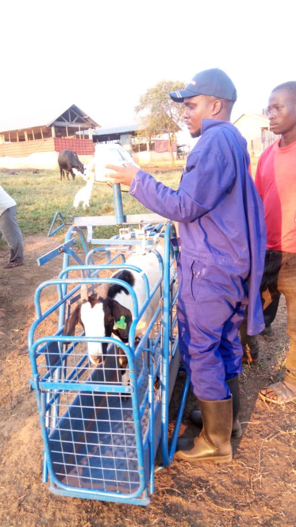 Goat farmers, guess the management practices taking place and why is it necessary at a Goat farm?