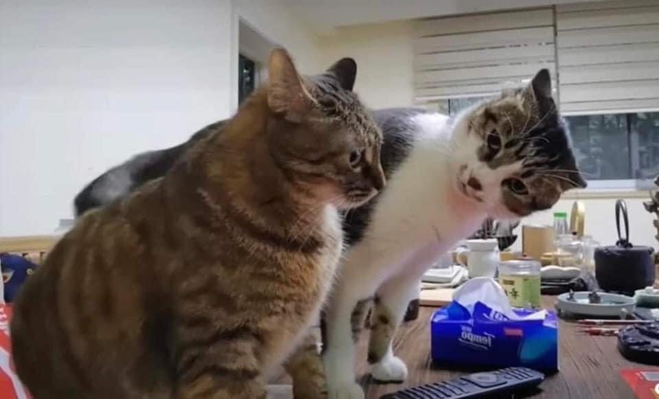 #Cat
#Sweet
#Cute
#Dog-gy