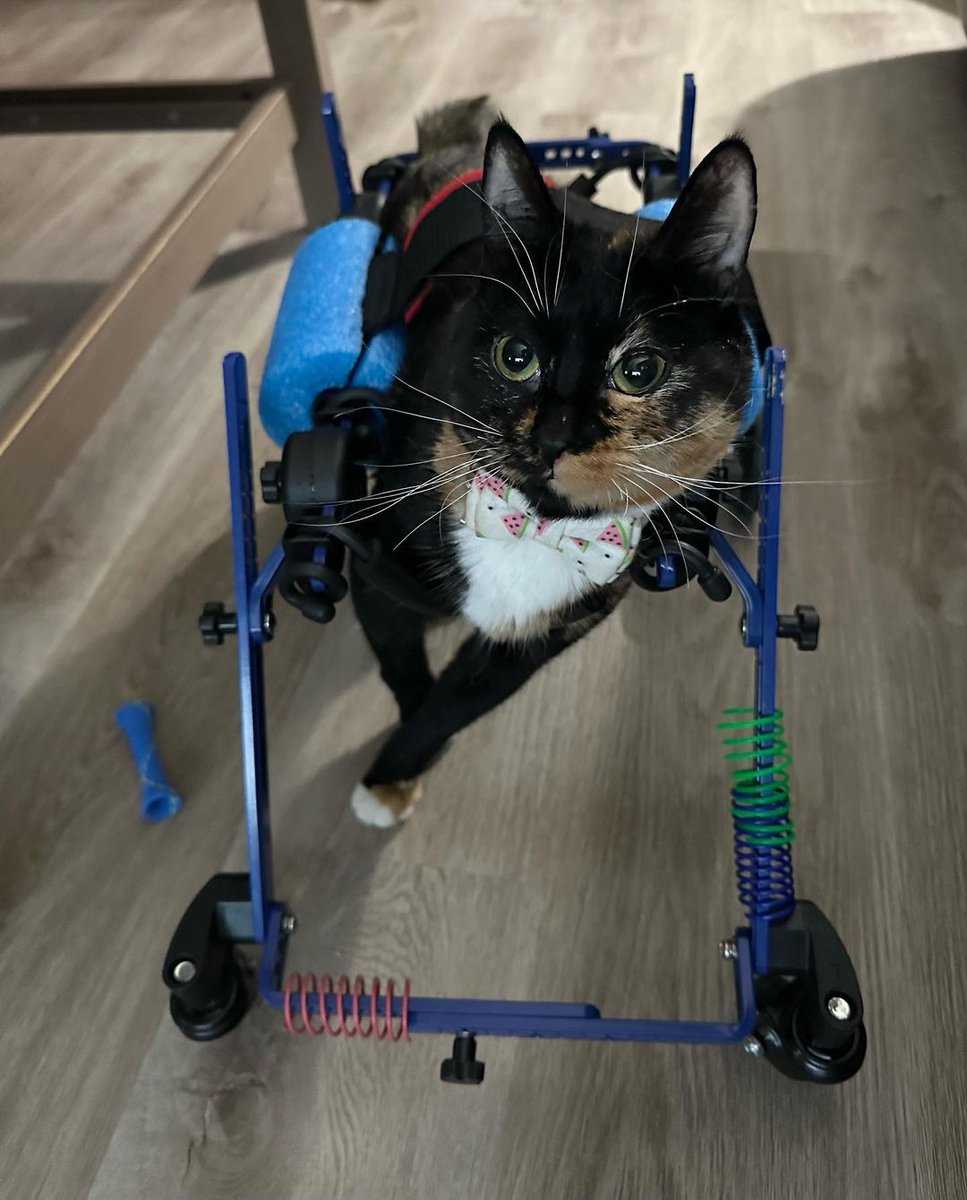 Walkin' Pets tweet media