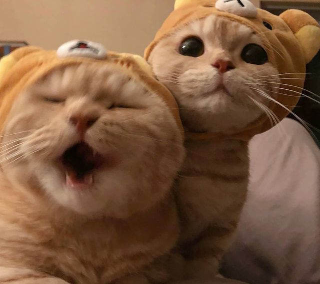 catloversu's tweet photo. https://t.co/yLl7uwotHf