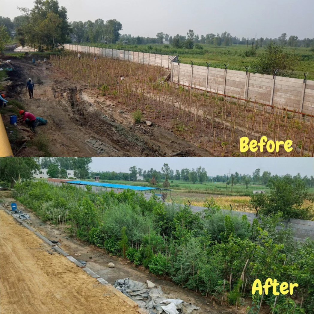 afforestt's tweet photo. Presenting a unique integration of indigenous species for a project in Uttar Pradesh. We have started working with grasses too, as you might notice in the first couple of photos :)
#Afforestt #afforestation #IndigenousSpecies #NaturalPatterns #NativeWildForever #Nature https://t.co/p2aRmmnQ9s