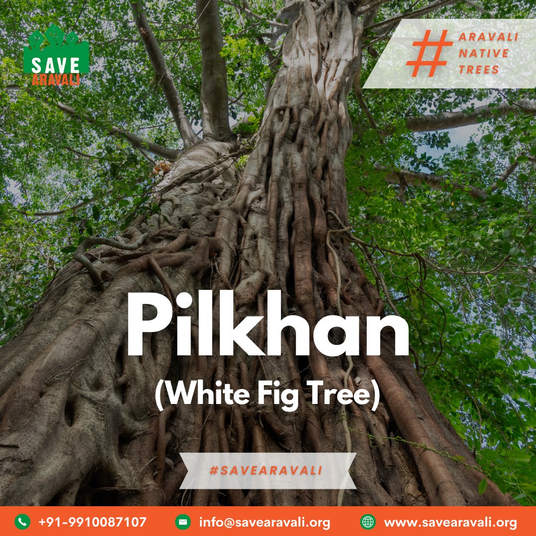 SaveAravali's tweet photo. Discover the #Pilkhan tree. An indigenous wonder with remarkable #ecological value. Supporting #biodiversity, providing habitat for #wildlife, and purifying the air we breathe! Let's unite to #protect and #preserve native trees like Pilkhan for a greener future #SaveNativeTrees https://t.co/3dBPPTn3AI