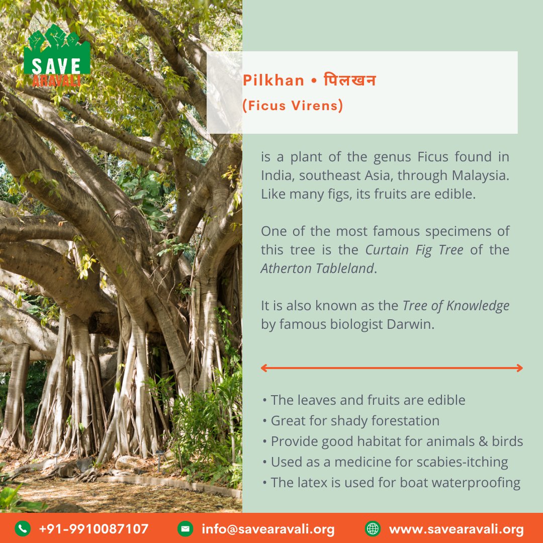 SaveAravali's tweet photo. Discover the #Pilkhan tree. An indigenous wonder with remarkable #ecological value. Supporting #biodiversity, providing habitat for #wildlife, and purifying the air we breathe! Let's unite to #protect and #preserve native trees like Pilkhan for a greener future #SaveNativeTrees https://t.co/3dBPPTn3AI