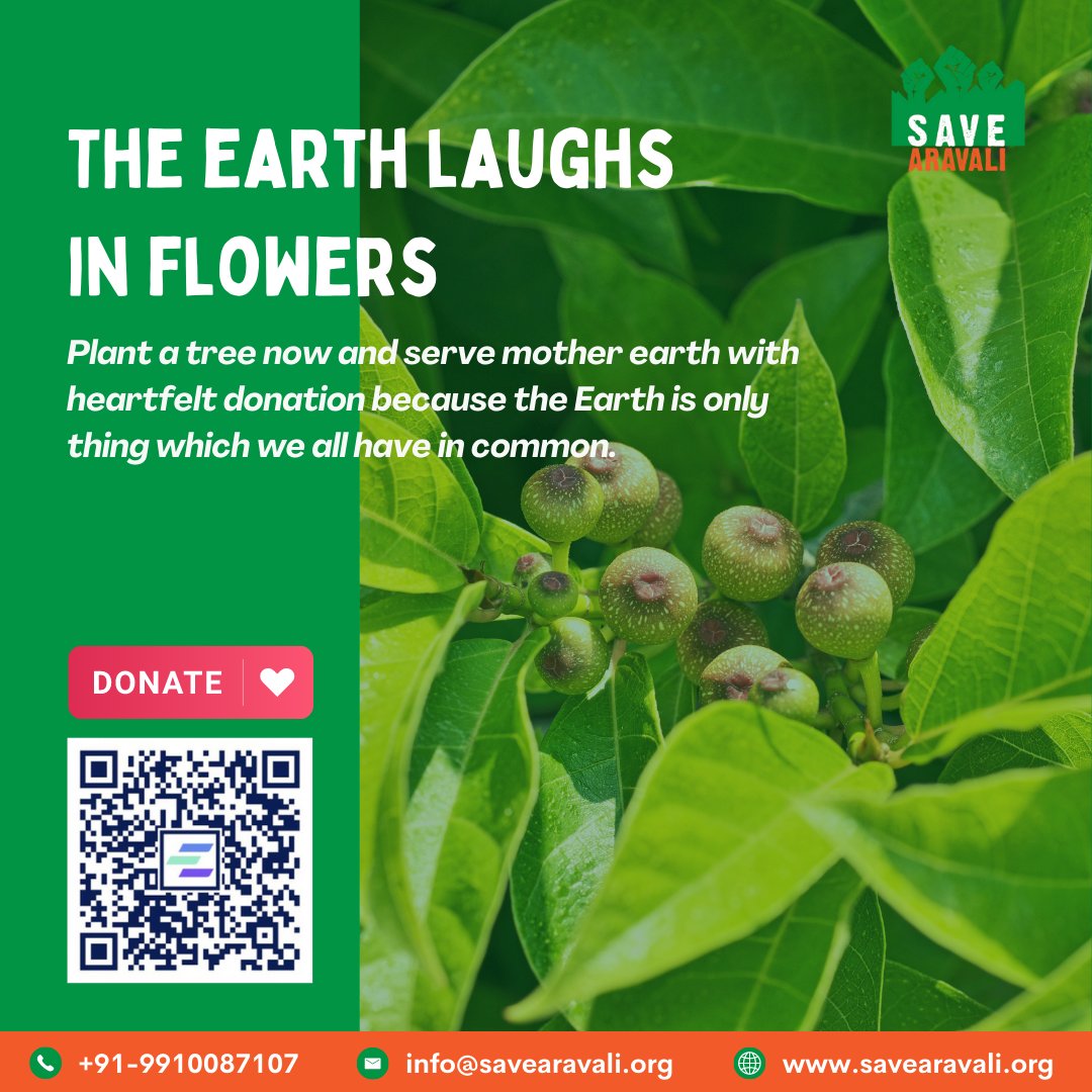 SaveAravali's tweet photo. Discover the #Pilkhan tree. An indigenous wonder with remarkable #ecological value. Supporting #biodiversity, providing habitat for #wildlife, and purifying the air we breathe! Let's unite to #protect and #preserve native trees like Pilkhan for a greener future #SaveNativeTrees https://t.co/3dBPPTn3AI