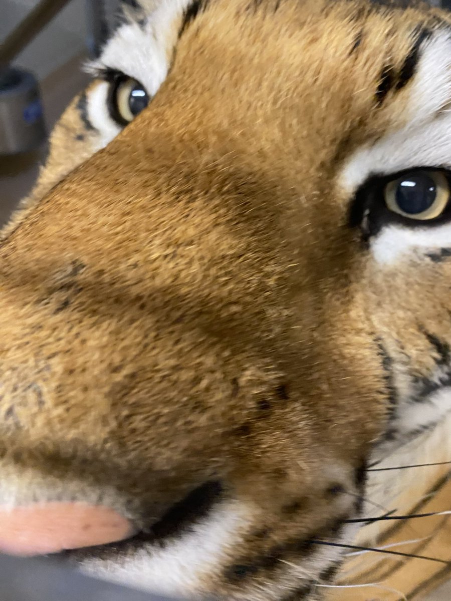 MikeTheTiger's tweet photo. Waiting patiently for yard work to be done. So patient. https://t.co/0BgNMo5r1H