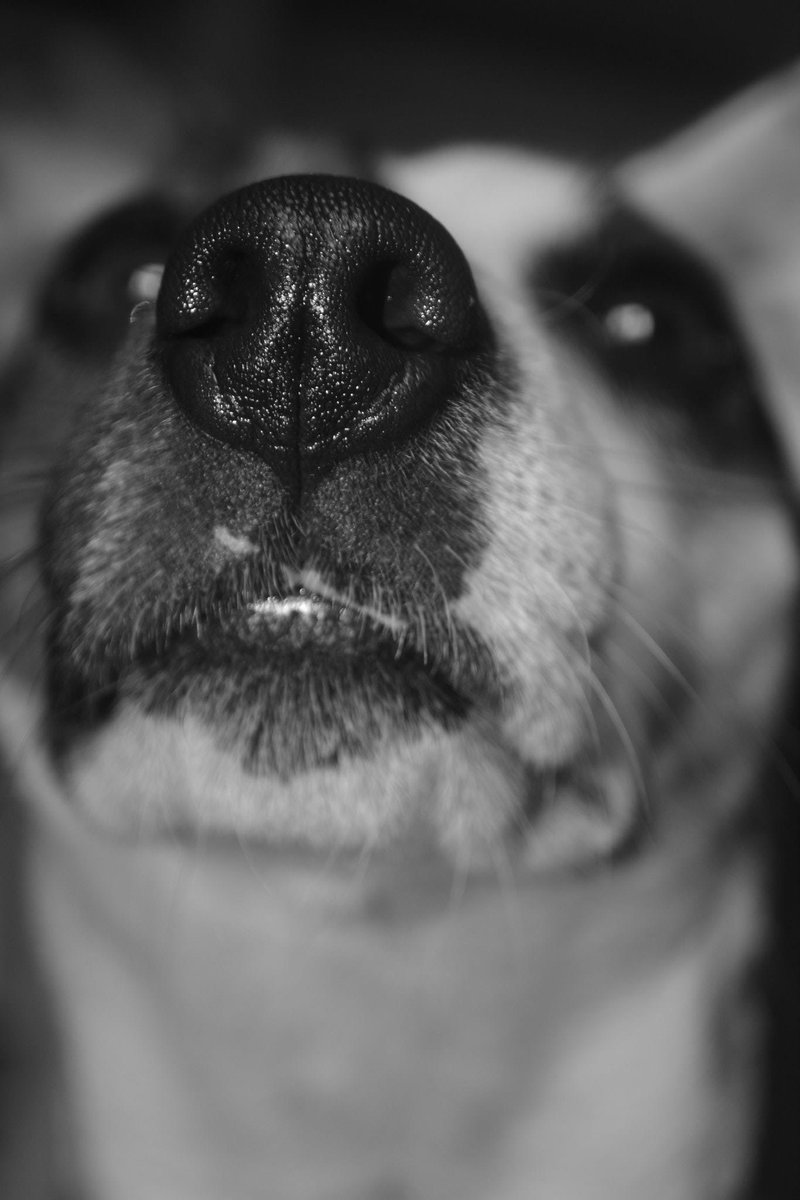 Rest in puppy heaven my beautiful sweet girl 🐾🕊️