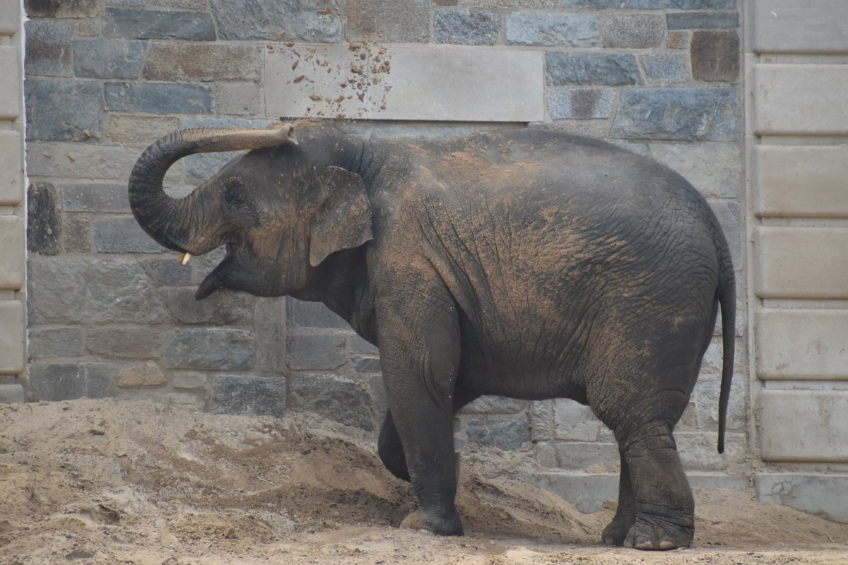 Happy birthday to Nhi Linh! She is turning 10 today. Her tushes (small tusks some female Asian elephants have) make her even cuter.