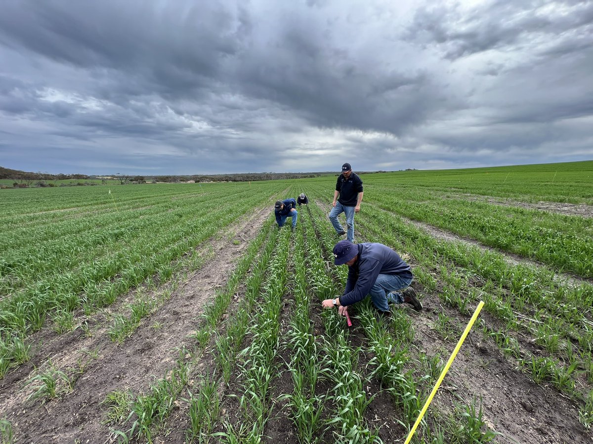 F&amp;G Pre em site for the second ryegrass counts today, every different herbicide mix we could come up with. But one simple one that doesn’t involve herbicide is good crop competition 🌾