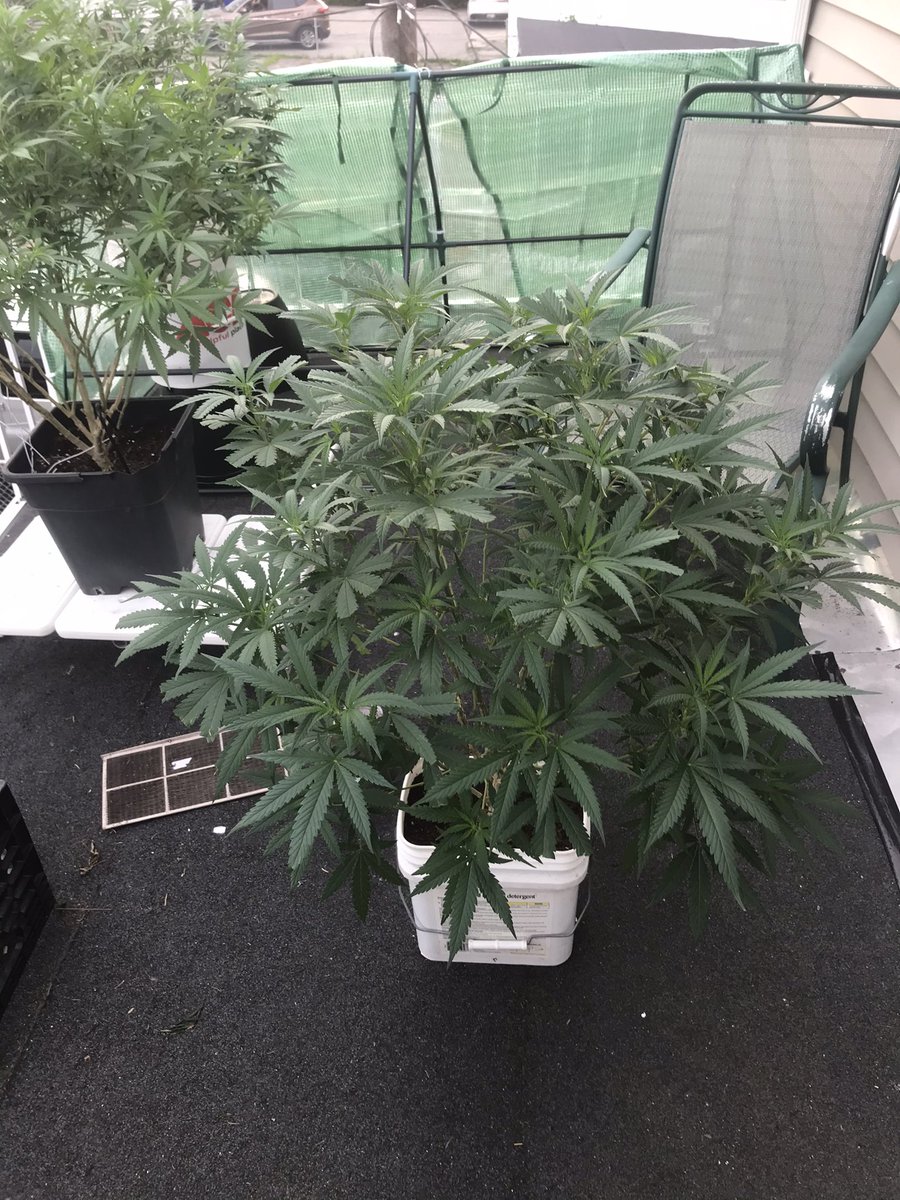 MORNING WORLD, JUST SOME PICKS OF THIS BEAUTIFUL NY SOUR DIESEL STRAIN. JUST STARTED FLOWERING. #CannabisCommunity #CannabisCultivation #outdoorgarden