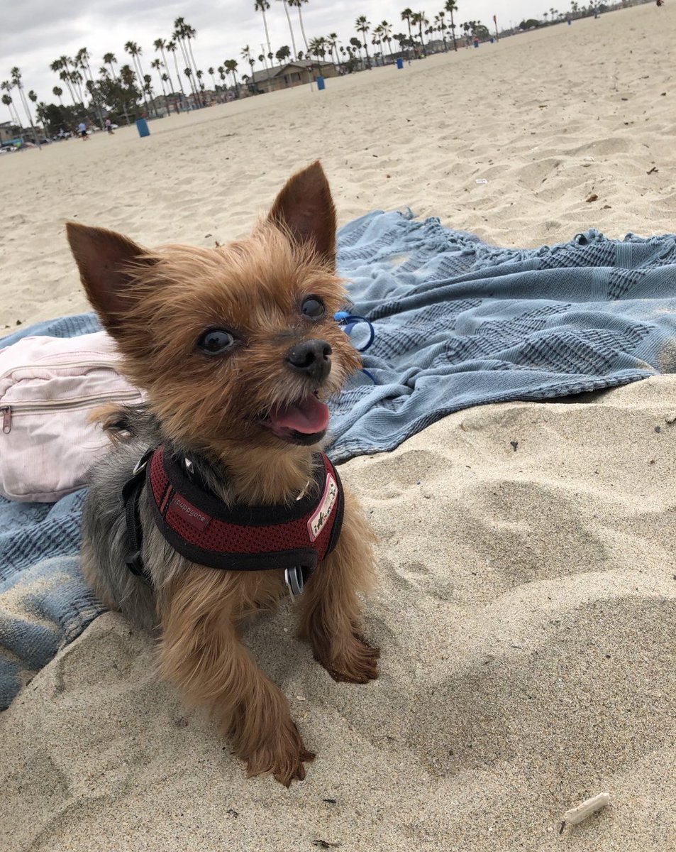 Erica Brad (@ericabr6019641) on Twitter photo 