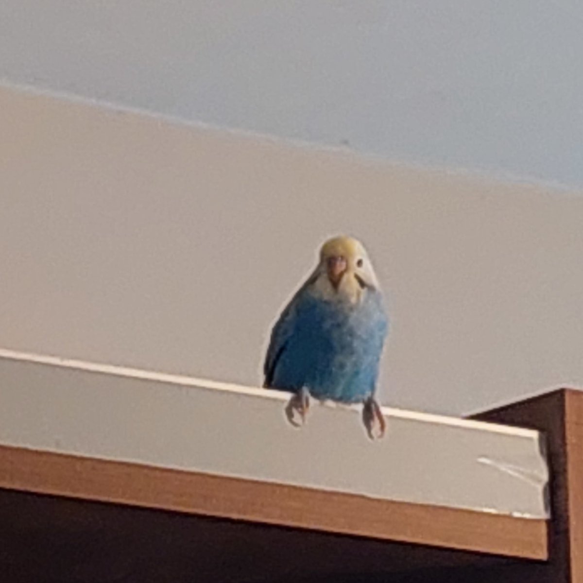 new budgie