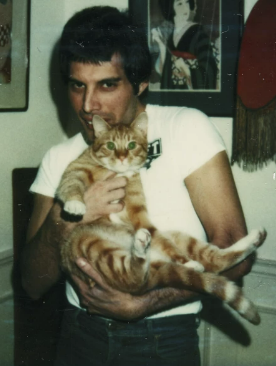 CatherineFraas's tweet photo. Today in music history, I'm reading about... Freddie Mercury's cats: https://t.co/KprYLZu1pR https://t.co/twsMcXpuko