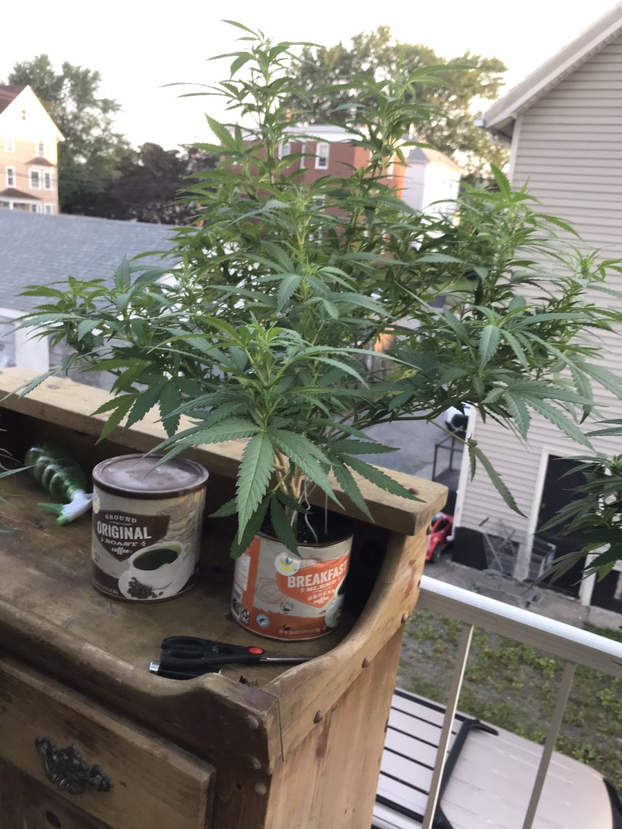 #CannabisCommunity #outdoorgrow #cannabisculture