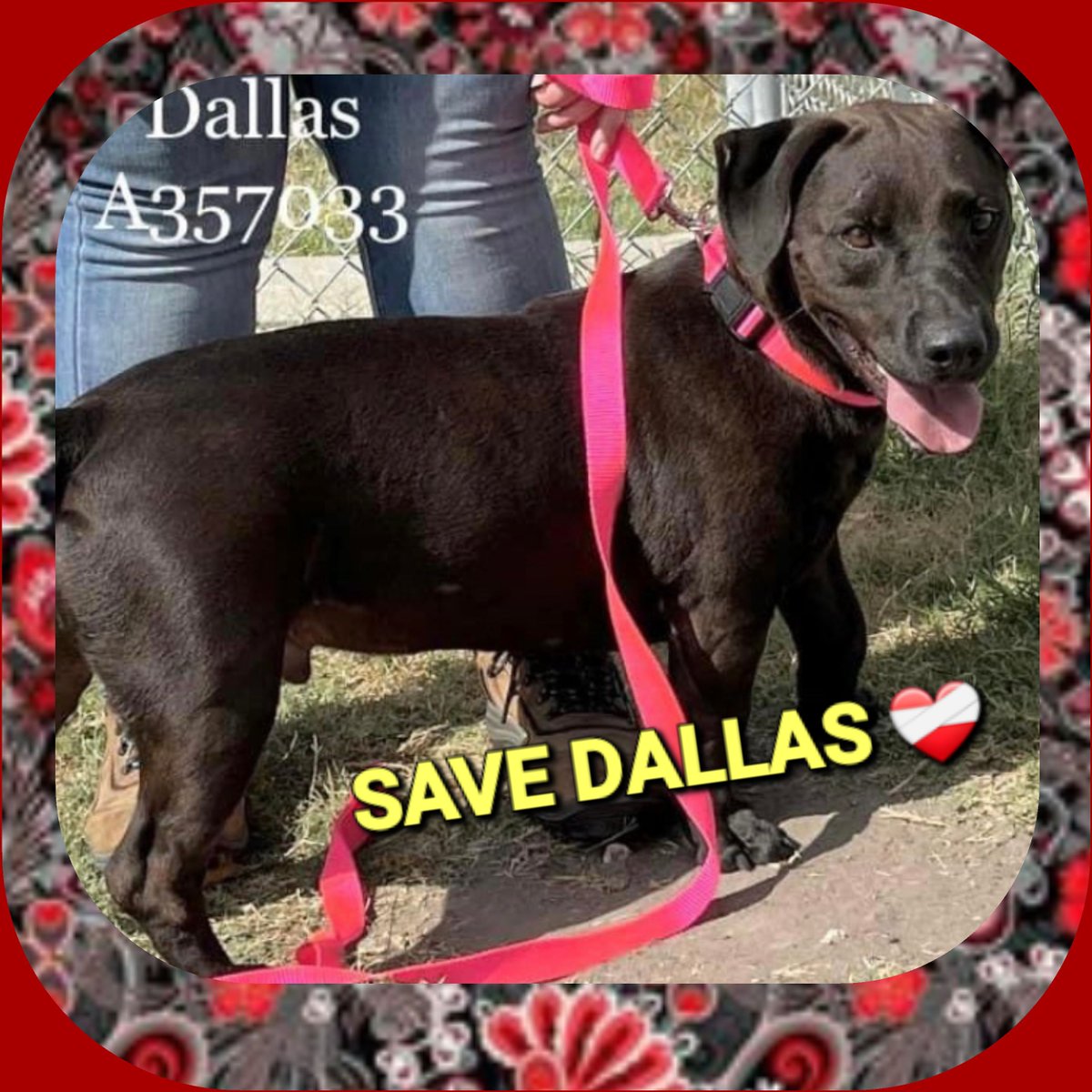 rothfarms's tweet photo. ⏰️🆘️  #SaveDallas  ⏰️🆘️ OUT. OF. TIME. Contact CORPUS CHRISTI ANIMAL CARE  📧 ccacsrescues@cctexas.com 📞 361-826-4630 

Do. NOT WAIT! https://t.co/QWc3SA4KXc