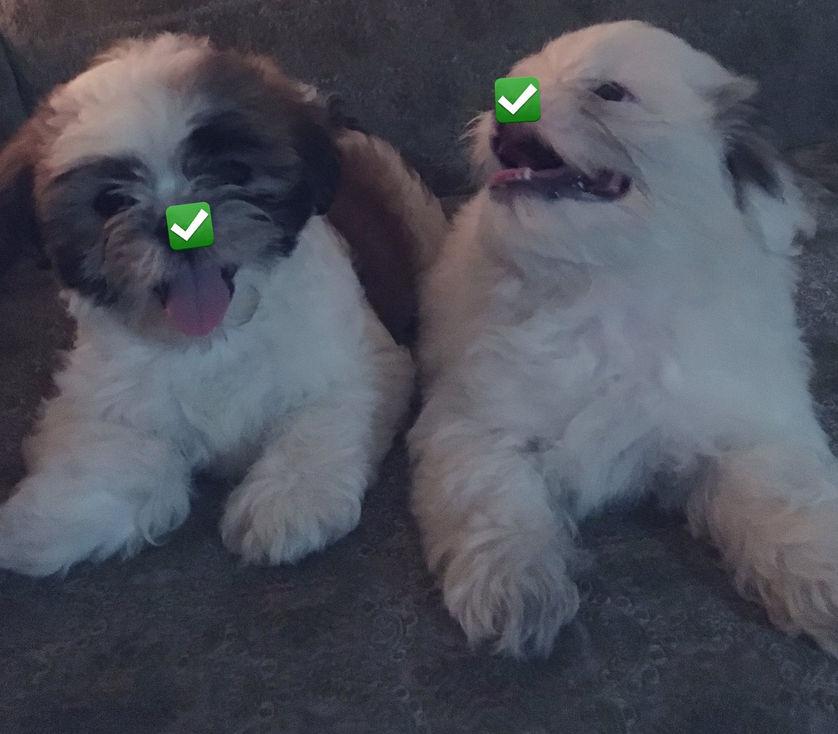 taetaehland's tweet photo. I want to see every army’s doggo with a V on their nose 🥺
#V
#LAYOVERbyV
#LAYOVER_IS_COMING https://t.co/vDNfn4nqGM