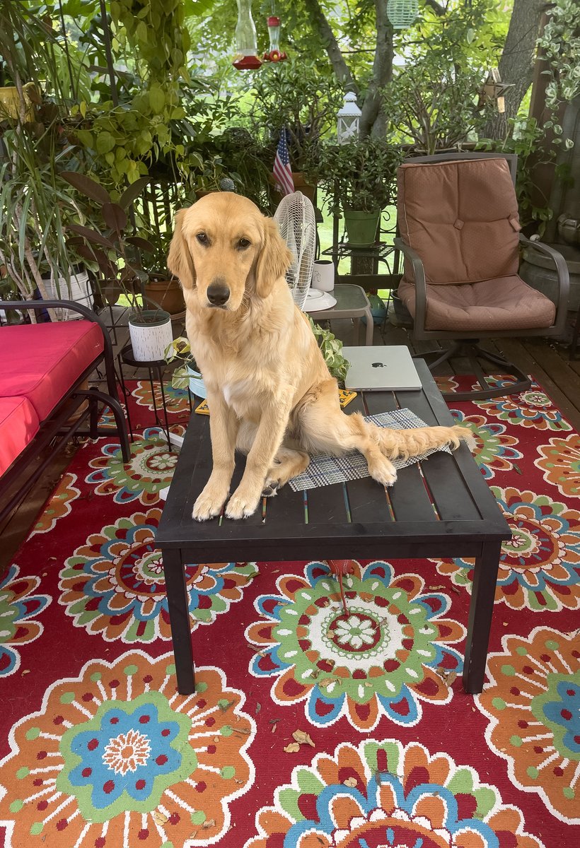 DAY 9: A return to the outdoor table top, but this time trying be overly cute. #goldenretriever #goldenpuppy #goldenoftheday
