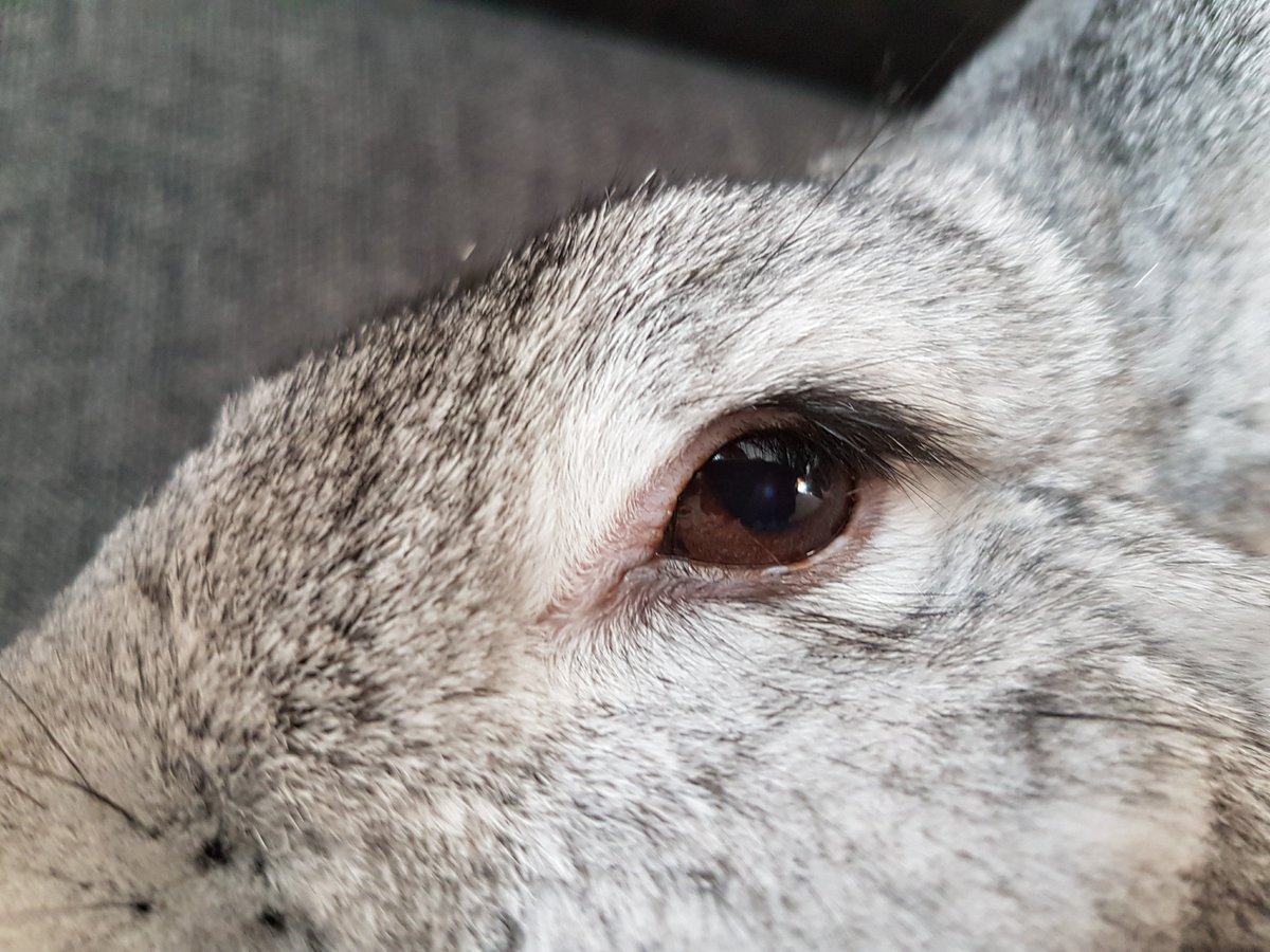 moatybuns's tweet photo. #ThrowbackThursday

14th January 2017

The eye of disapproval 😒😂😂🙊

I'm not sure if anyone remembers Grayce, I probably wasn't as active on here before she passed 🤔 I think you would've loved her, she was a sassy queen 😌👑😅

#Grayce 🐇🌈 #BunniesOfTwitter #RabbitsOfTwitter https://t.co/pnblUCQxDh