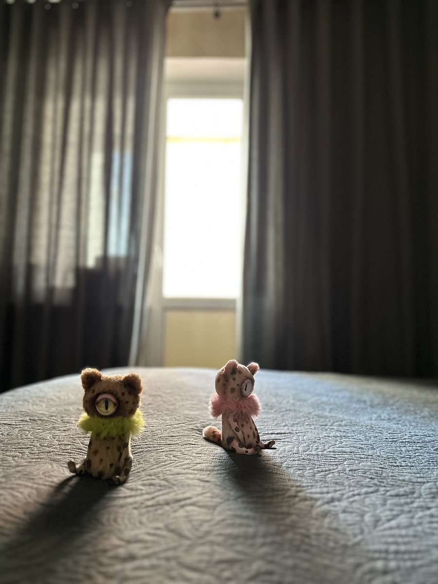 plush_golub's tweet photo. New kitties soon…, meooowww 😺😸

#cyclops #cyclopcat #cyclopskitty #cat #kitten https://t.co/BvcMPYuDUw