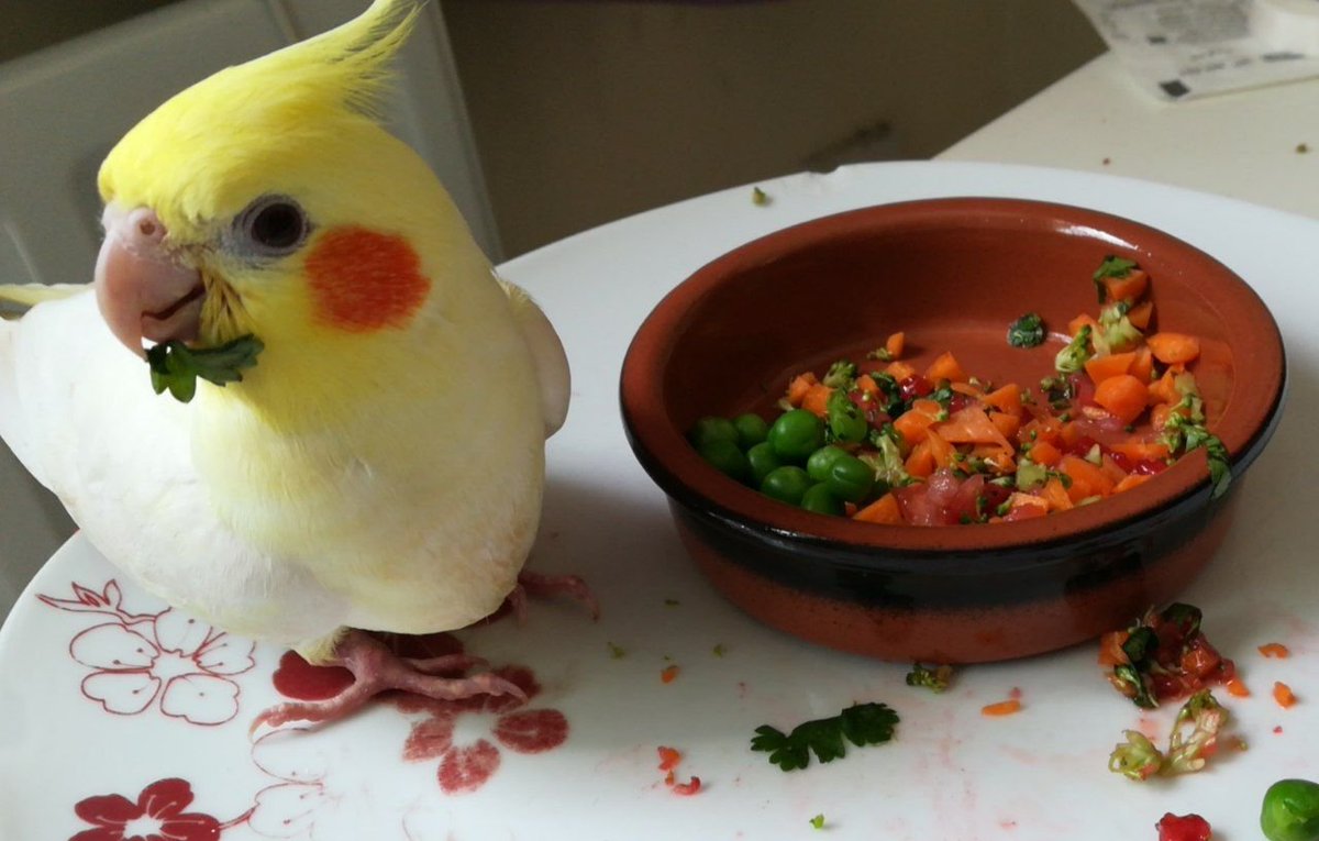 Chocobo_IRL's tweet photo. Todays fresh fruit and veg is:
🍓A strawberry 
  🫛 Peas
🥦Broccoli
🥕Carrot
🥬Coriander https://t.co/t7X5PIhp8x