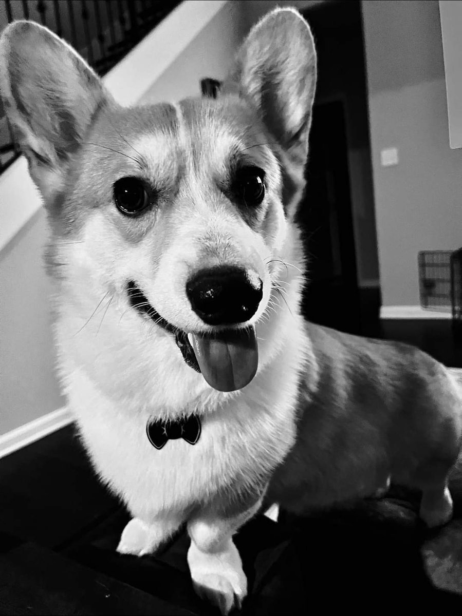 Corgi_Lover_s's tweet photo. My heart is absolutely shattered. It’s a torture living in the house without you running around. Everything brings memories of you. Still can’t believe I will never hold you again. Thank you for the past two years, love you, Louie! 
“Go to bed!” https://t.co/au45v9AHp3