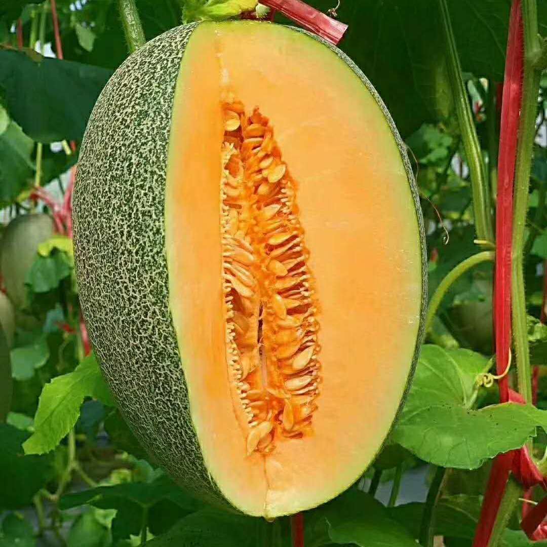 Homystar2's tweet photo. Enjoy the juicy goodness of our freshly harvested Cantaloupes! 🍈🌟 Indulge in this summer delight that will surely refresh your taste buds. Order now at Homystar Fruit Industry and experience the perfect combination of quality and flavor. 👌
https://t.co/UtUorAO4vo
 #Cantaloupe https://t.co/BNMrJ9021g