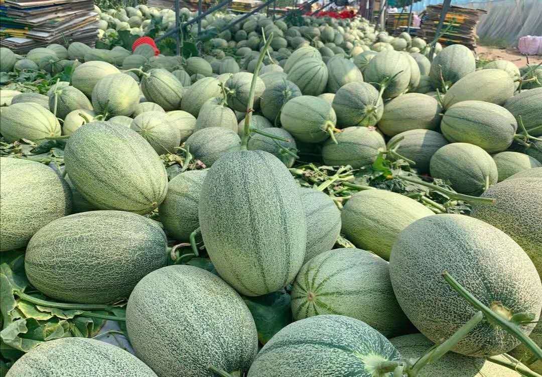 Homystar2's tweet photo. Enjoy the juicy goodness of our freshly harvested Cantaloupes! 🍈🌟 Indulge in this summer delight that will surely refresh your taste buds. Order now at Homystar Fruit Industry and experience the perfect combination of quality and flavor. 👌
https://t.co/UtUorAO4vo
 #Cantaloupe https://t.co/BNMrJ9021g