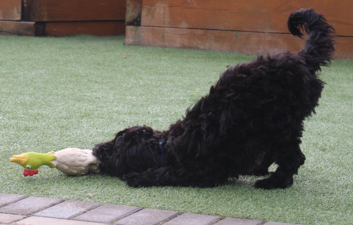 FinleySproodle's tweet photo. Chicken v Finley
We bow… 🐓🐾 #puppylife #sproodle #springerdoodle https://t.co/tuijZT3ixa