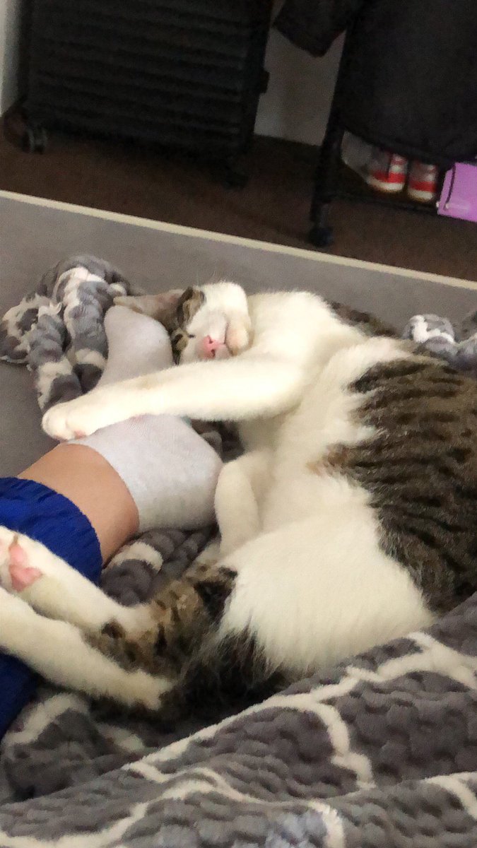 kprvsimca's tweet photo. @cat_auras Dante <3 https://t.co/kTx6xhTKze