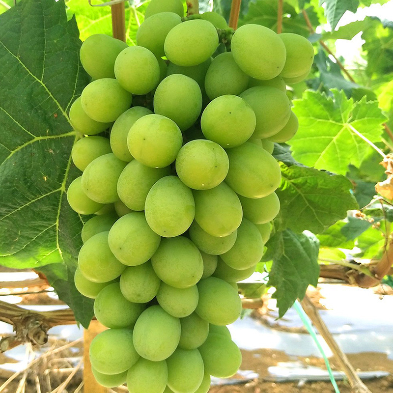 Homystar2's tweet photo. Savor the sweetness of our farm-fresh Green Grapes! 🍇🌟 At Homystar Fruit Industry, we take pride in delivering the finest quality grapes from our orchard bases. 🍷👅
https://t.co/WI7yU031io
#GreenGrapeDelight #HomystarFruitIndustry https://t.co/Tmmbkz38Bj