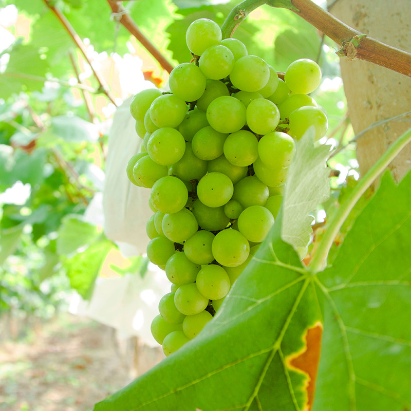 Homystar2's tweet photo. Savor the sweetness of our farm-fresh Green Grapes! 🍇🌟 At Homystar Fruit Industry, we take pride in delivering the finest quality grapes from our orchard bases. 🍷👅
https://t.co/WI7yU031io
#GreenGrapeDelight #HomystarFruitIndustry https://t.co/Tmmbkz38Bj