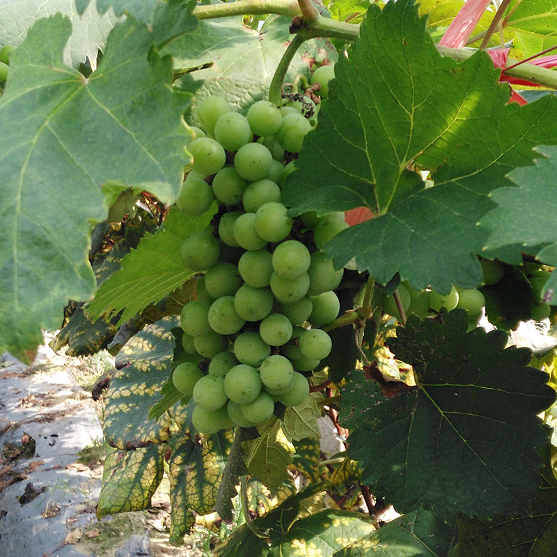 Homystar2's tweet photo. Savor the sweetness of our farm-fresh Green Grapes! 🍇🌟 At Homystar Fruit Industry, we take pride in delivering the finest quality grapes from our orchard bases. 🍷👅
https://t.co/WI7yU031io
#GreenGrapeDelight #HomystarFruitIndustry https://t.co/Tmmbkz38Bj