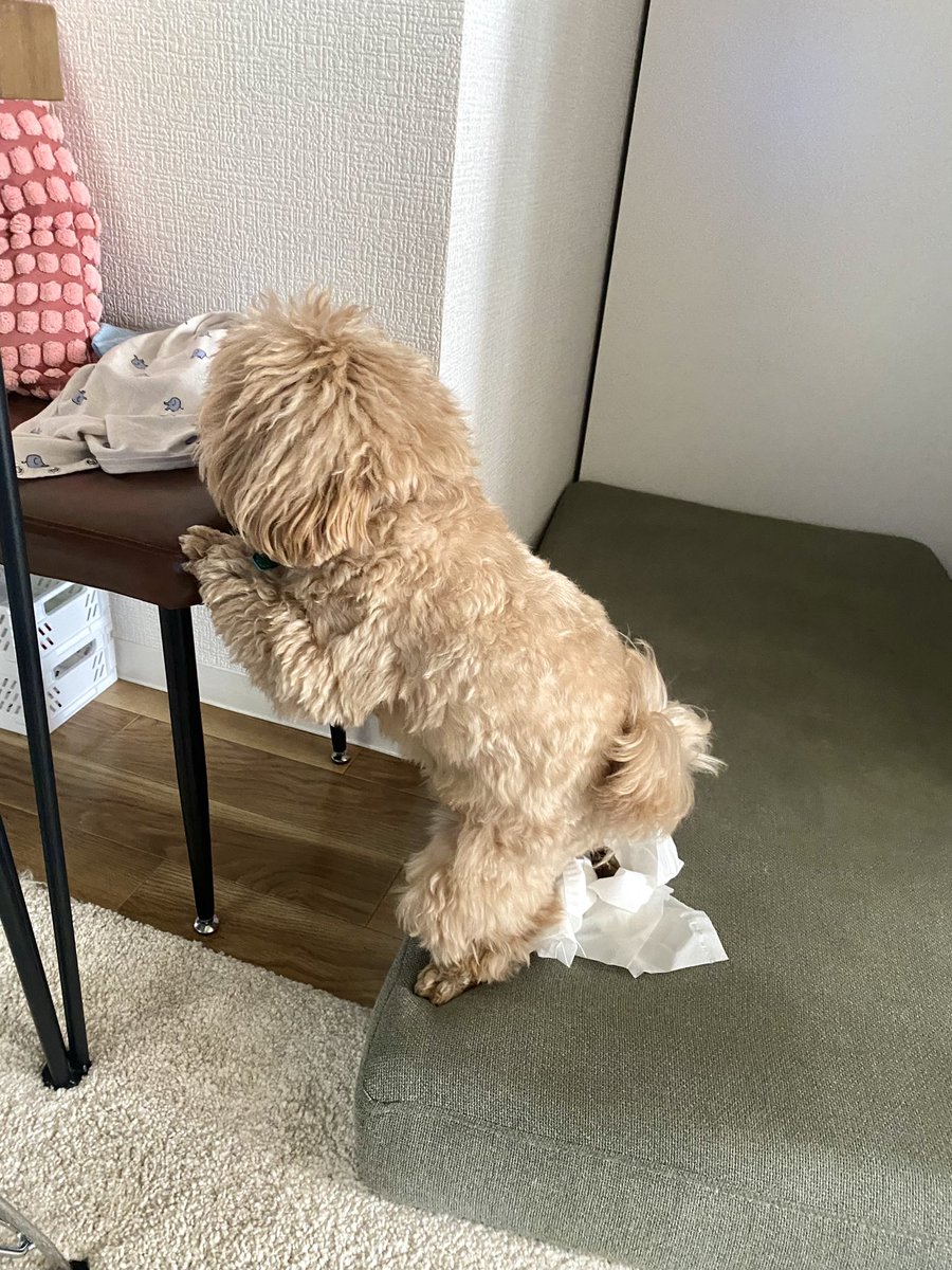comani_rita's tweet photo. うちのコマニお姉ちゃんはおうちでうんちするとき壁とかどこかにつかまらないとできないんだけど、今日は少し遠めのここにつかまてしてたので激撮した。なにこの体勢。おもろすぎるて😂💩💕
本当シュールで変なかわいい犬です。 https://t.co/iUA29rAKj9