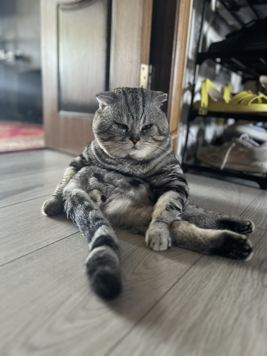 cr0ln's tweet photo. рассказываю про кота тети, на словах «…избалованный старый пердун» заходит отец. смотрит на меня : «сама такая». https://t.co/5dfgrtIUzq