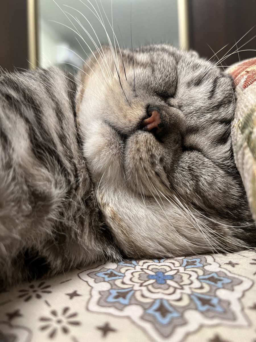 cr0ln's tweet photo. рассказываю про кота тети, на словах «…избалованный старый пердун» заходит отец. смотрит на меня : «сама такая». https://t.co/5dfgrtIUzq