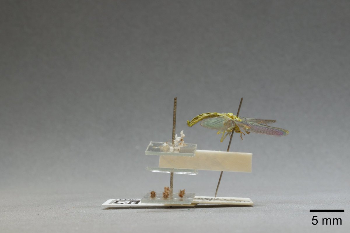 Did you know that the larvae of green lacewings are known as aphid lions?

We've digitised over 7,000 specimens, check out this one and more on the Data Portal!

#worldlionday #aphids #lacewings #digitisation <a href="/NHM_SmallOrders/">NHM Small Orders</a>