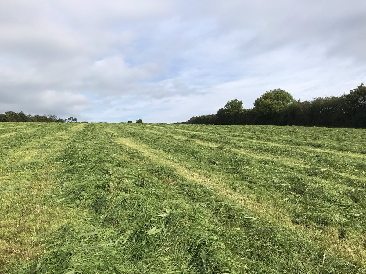KateYells's tweet photo. Grabbing a window of opportunity. Second cut #silage is a go. Finished mowing yesterday with moody skies…but good drying weather today. Sunshine do your thing ☀️ #winterforage #organic #farming #devon https://t.co/O96tmQj7cx