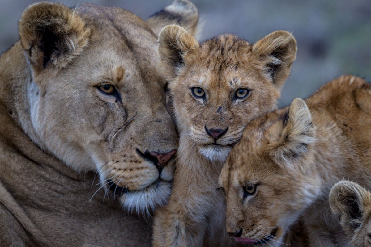 El 10 de agosto se celebra el Día Mundial del León con el objetivo de concienciar sobre su conservación y advertir sobre el inminente peligro de extinción de la especie.
 
📸: Michael Nichols.
