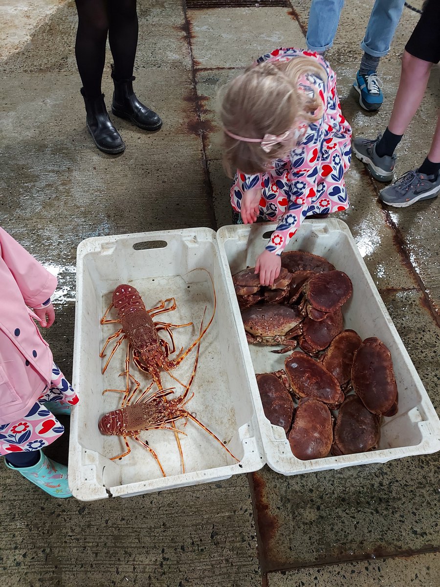 The whole W Harvey & Sons gang, never too young to start picking & packing! 🦞🦀 #NewlynCornwall #wharveyandsons #freshshellfish
